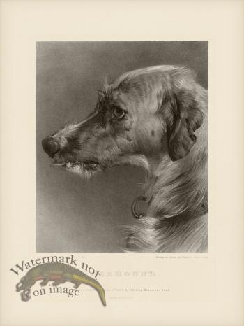 SA Dogs 08 Deerhound